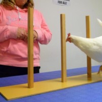 Koulutustekniikan intensiivikurssi kanoilla 2