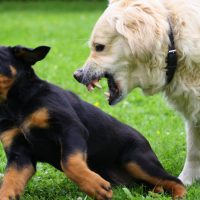 Apua ja työkaluja arkeen aroille ja reaktiivisille koirille